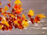 Autumn in the heart of Sorrento