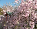 Grand Hotel Flora - Japan Festival